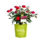The Red Double Knock Out® Rose Live Shrubs with Vibrant Cherry Red Blooms (1 Gallon)